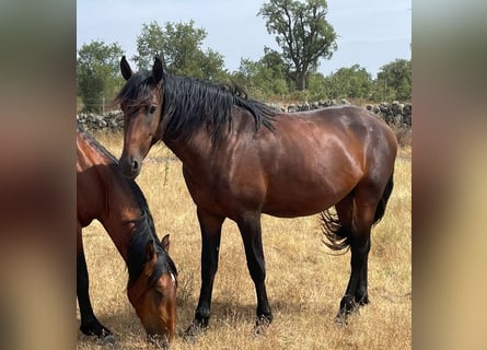 Lusitano, Stallone, 3 Anni, 166 cm, Baio