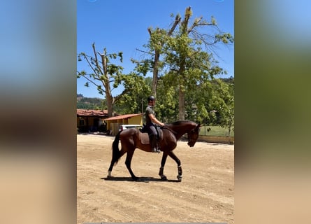 Lusitano, Stallone, 3 Anni, 167 cm, Baio