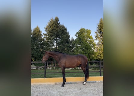 Lusitano, Stallone, 3 Anni, 167 cm, Baio
