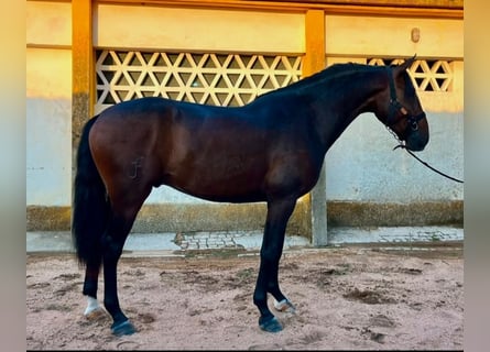 Lusitano, Stallone, 3 Anni, 170 cm, Baio