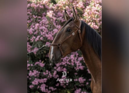 Lusitano, Stallone, 3 Anni, 170 cm, Baio