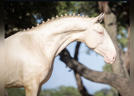 Lusitano, Stallone, 3 Anni, 170 cm, Cremello