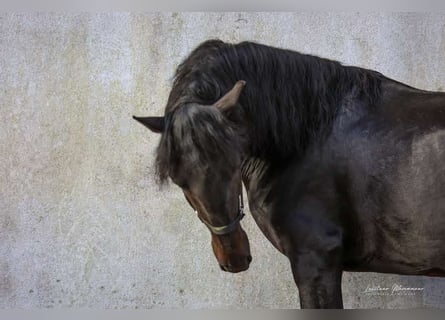 Lusitano, Stallone, 4 Anni, 160 cm, Baio nero