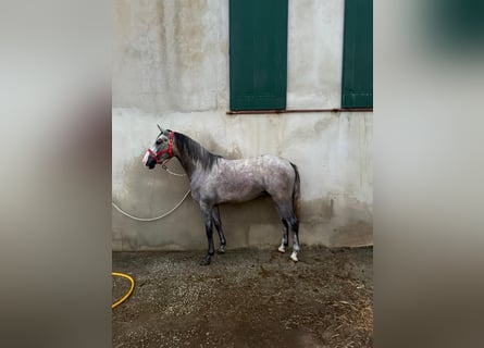 Lusitano, Stallone, 4 Anni, 160 cm, Grigio