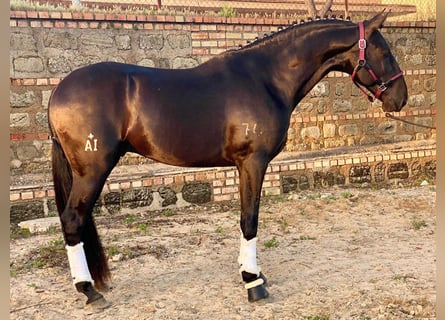 Lusitano, Stallone, 4 Anni, 161 cm