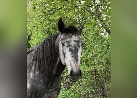 Lusitano, Stallone, 4 Anni, 164 cm, Grigio