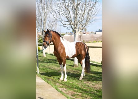 Lusitano, Stallone, 4 Anni, 164 cm, Pezzato