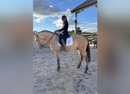 Lusitano, Stallone, 4 Anni, 166 cm, Falbo