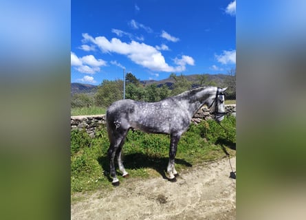 Lusitano, Stallone, 4 Anni, 166 cm, Grigio