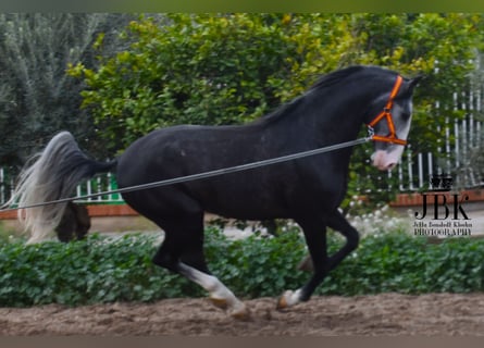 Lusitano, Stallone, 4 Anni, 172 cm, Grigio ferro