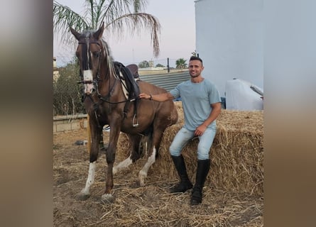 Lusitano, Stallone, 4 Anni
