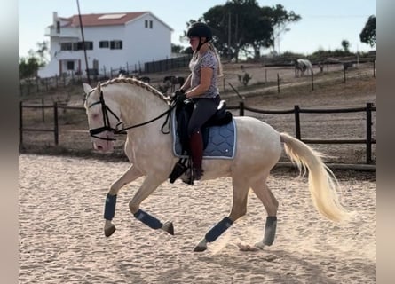 Lusitano, Stallone, 5 Anni, 155 cm, Cremello