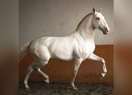 Lusitano, Stallone, 5 Anni, 158 cm, Perlino