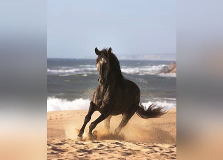 Lusitano, Stallone, 5 Anni, 159 cm, Grigio