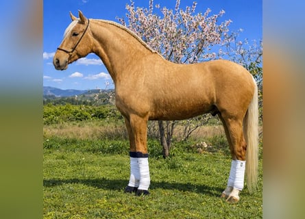 Lusitano, Stallone, 5 Anni, 160 cm, Palomino