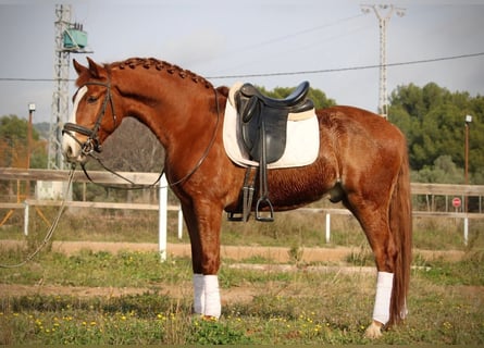 Lusitano, Stallone, 5 Anni, 161 cm, Sauro