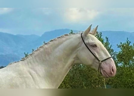 Lusitano, Stallone, 5 Anni, 162 cm, Cremello