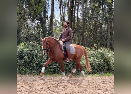 Lusitano, Stallone, 5 Anni, 162 cm, Sauro
