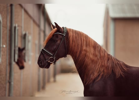 Lusitano Mix, Stallone, 5 Anni, 162 cm, Sauro scuro