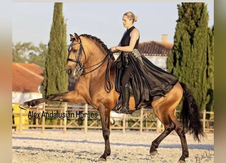 Lusitano, Stallone, 5 Anni, 163 cm, Pelle di daino