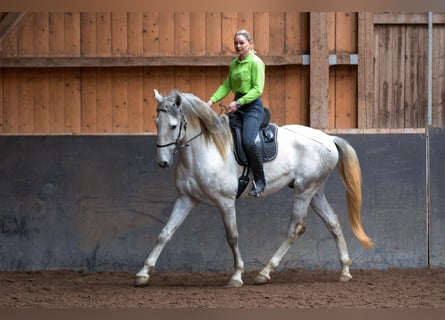 Lusitano, Stallone, 5 Anni, 168 cm, Grigio