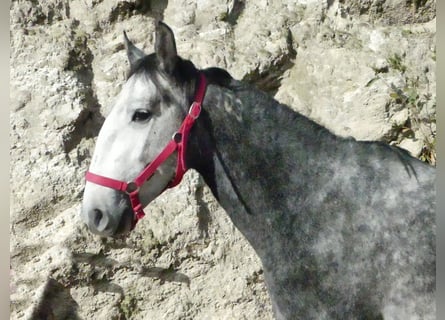 Lusitano Mix, Stallone, 6 Anni, 155 cm, Grigio
