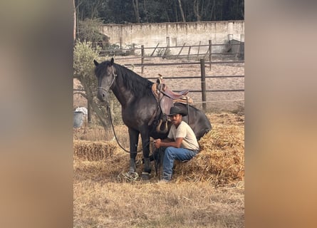 Lusitano, Stallone, 6 Anni, 155 cm, Morello