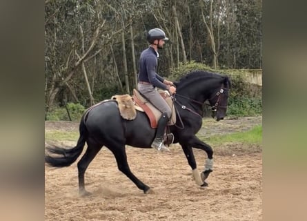 Lusitano, Stallone, 6 Anni, 155 cm, Morello