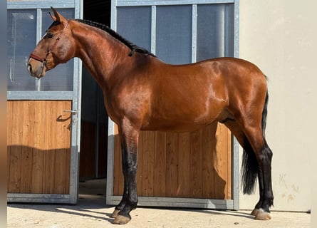 Lusitano, Stallone, 6 Anni, 167 cm, Baio