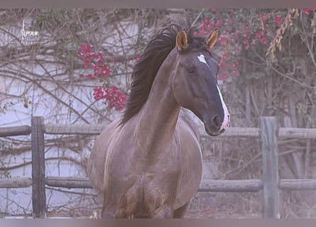 Lusitano, Stallone, 7 Anni, 168 cm, Grullo