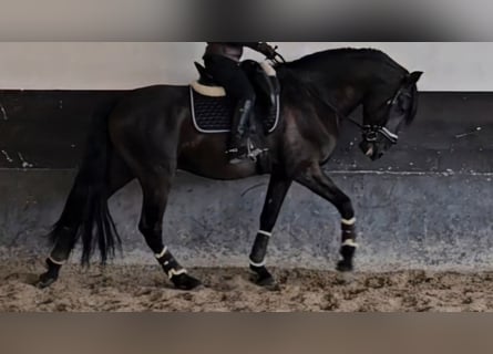 Lusitano, Stallone, 7 Anni, 169 cm, Morello