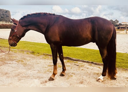 Lusitano, Stallone, 7 Anni, 170 cm, Sauro scuro