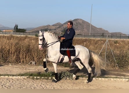 Lusitano, Stallone, 8 Anni, 161 cm, Bianco