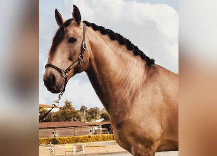 Lusitano, Stallone, 8 Anni, 168 cm, Pelle di daino