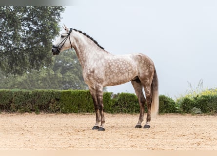 Lusitano, Stallone, 8 Anni, 170 cm, Grigio rossastro