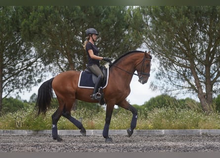 Lusitano, Stallone, 8 Anni, 173 cm, Baio ciliegia
