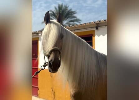 Lusitano Mix, Stallone, 9 Anni, 167 cm, Palomino