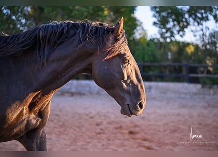 Lusitano, Stallone, 9 Anni, 168 cm, Morello
