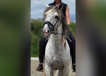 Lusitano, Stallone, 9 Anni, Grigio