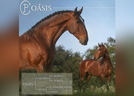 Lusitano, Stallone, 8 Anni, 173 cm, Baio ciliegia