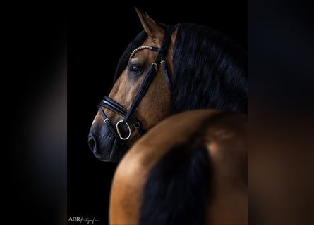Lusitano, Stallone, 13 Anni, 167 cm, Pelle di daino