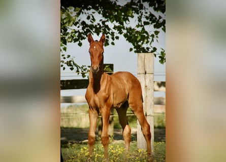 Lusitano, Stallone, Puledri (04/2026), 165 cm, Baio