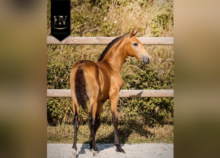Lusitano, Stallone, Puledri (01/2026), Pelle di daino
