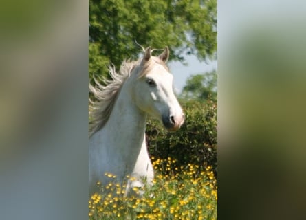 Lusitano, Wałach, 10 lat, 160 cm, Siwa
