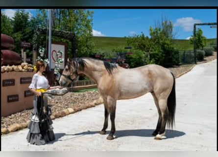 Lusitano, Wałach, 11 lat, 158 cm, Bułana