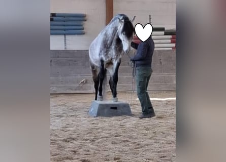 Lusitano, Wałach, 11 lat, 160 cm, Siwa