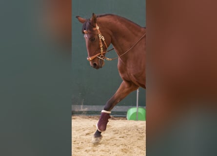 Lusitano, Wałach, 11 lat, 161 cm, Gniada