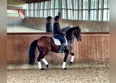 Lusitano, Wałach, 11 lat, 164 cm, Gniada