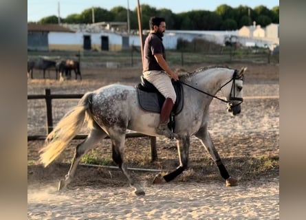 Lusitano, Wałach, 11 lat, 165 cm, Siwa