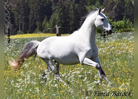 Lusitano, Wałach, 12 lat, 154 cm, Siwa
